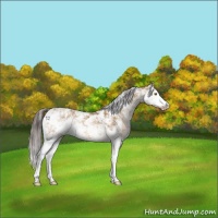 Horse Color:Sable Champagne Sabino Varnish 