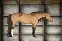 Horse Color:Brown Dun Varnish 
