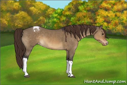 Horse Color:Brown Dun Varnish 