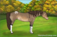 Horse Color:Brown Dun Appaloosa 