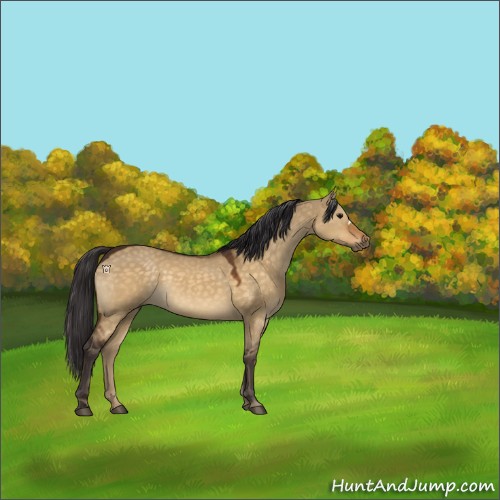 Horse Color:Buckskin Dun