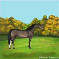 Horse Color:Gray Brown Dun Varnish 