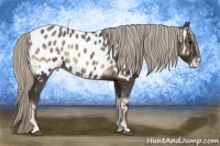 Horse Color:Silver Blue Onyx Appaloosa Rabicano 
