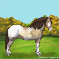 Horse Color:Classic Champagne Onyx Tobiano Snowcap Rabicano 
