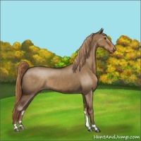 Horse Color:Liver Red Dun Varnish