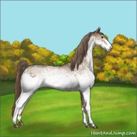 Horse Color:White Spotted Liver Red Dun 