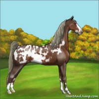 Horse Color:Liver Chestnut Frame Appaloosa