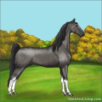 Horse Color:Grullo 