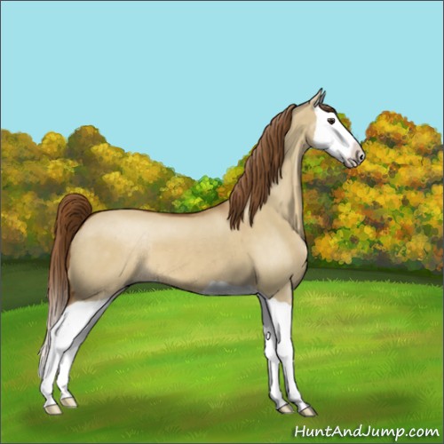 Horse Color:Red Dun Splash