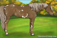 Horse Color:White Spotted Chocolate Palomino Sabino 