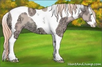 Horse Color:Gold Champagne Ice Dun Splash Tobiano Rabicano 