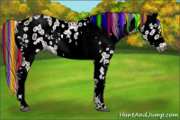 Horse Color:Gray Painted White Spotted Chestnut Appaloosa Rabicano 