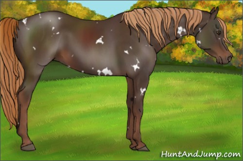 Horse Color:White Spotted Liver Chestnut 