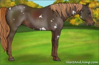 Horse Color:White Spotted Liver Chestnut 