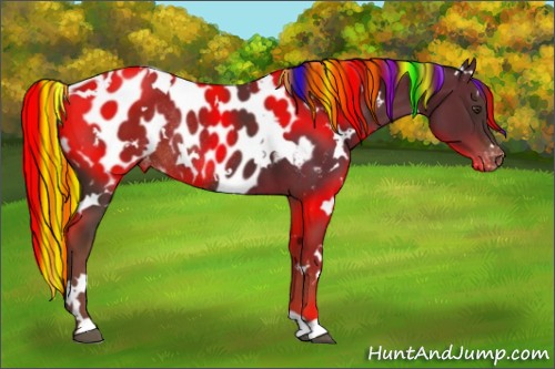 Horse Color:Painted White Spotted Liver Chestnut Appaloosa Rabicano 