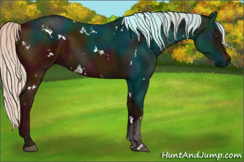 Horse Color:White Spotted Midnight Silver Bay 