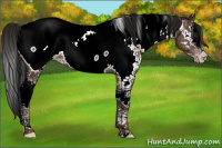 Horse Color:Gray White Spotted Classic Champagne Splash Tobiano Near Fewspot Rabicano 