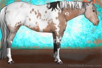 Horse Color:White Spotted Brown Roan Appaloosa
