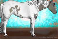 Horse Color:White Spotted Grullo Tobiano Blanket