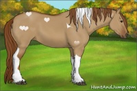 Horse Color:Red Dun Tobiano