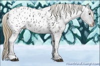 Horse Color:Smoky Black Ice Appaloosa 