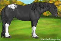 Horse Color:Black Tobiano Appaloosa Rabicano 