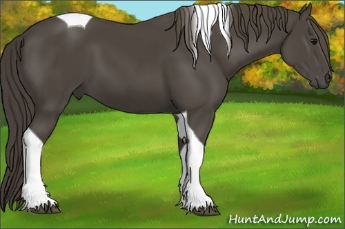 Horse Color:Smoky Black Tobiano 