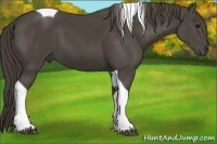 Horse Color:Smoky Black Tobiano