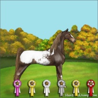 Horse Color:Liver Chestnut Appaloosa 