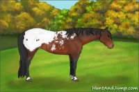 Horse Color:Brown Appaloosa