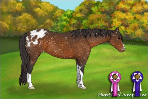 Horse Color:Buckskin Snowflake Varnish 
