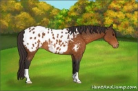Horse Color:Buckskin Appaloosa