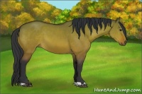 Horse Color:Brown Dun 