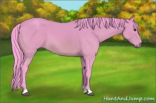 Horse Color:Watercolor Bay 