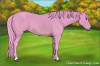 Horse Color:Watercolor Bay 