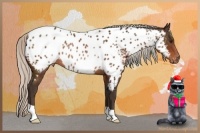 Horse Color:Silver Brown Appaloosa Rabicano 