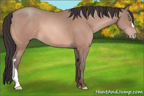 Horse Color:Sable Champagne
