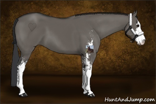 Horse Color:Grullo Sabino 