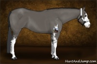 Horse Color:Grullo Sabino 