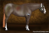 Horse Color:Liver Chestnut Sabino 