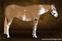 Horse Color:Chestnut Sabino