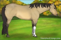 Horse Color:Buckskin Dun 