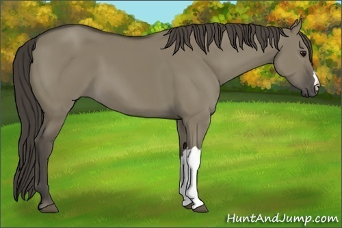 Horse Color:Smoky Grullo