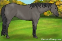 Horse Color:Grullo 