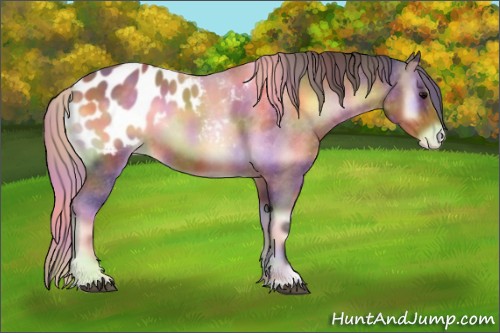 Horse Color:Nacre Buckskin Onyx Appaloosa 
