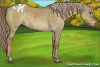 Horse Color:Chocolate Palomino Dun Sabino Appaloosa