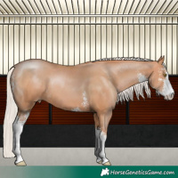 Horse Color:Silver Brown Pearl Sabino 