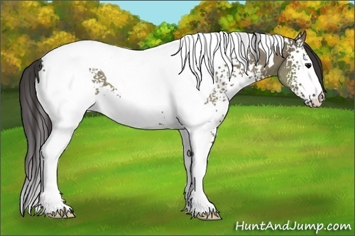 Horse Color:White Spotted Smoky Grullo Tobiano