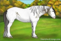 Horse Color:White Spotted Smoky Grullo Tobiano