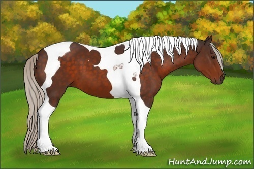 Horse Color:Silver Brown Tobiano 